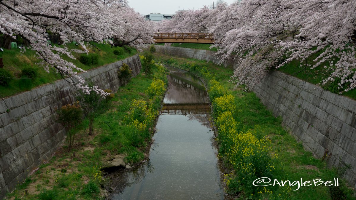 山崎川 鼎小橋 桜と菜の花