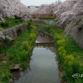 山崎川 鼎小橋 桜と菜の花