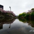 瑞穂区 親水広場の川沿い桜と瑞穂橋