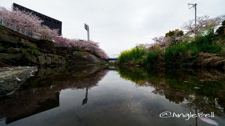 瑞穂区 親水広場の川沿い桜と瑞穂橋