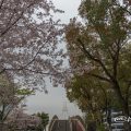桜風景とセントラルブリッジ