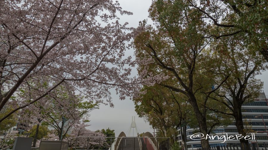 桜風景とセントラルブリッジ