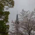 名古屋テレビ塔と街路樹 2017春