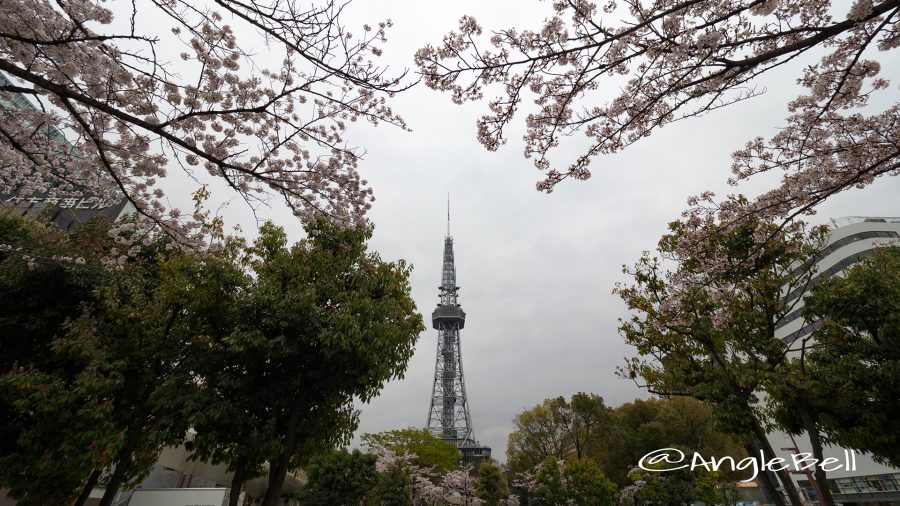 Cherry Blossoms Nagoya TV Tower