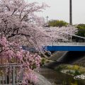 山崎川 四季の道 桜と瑞穂橋