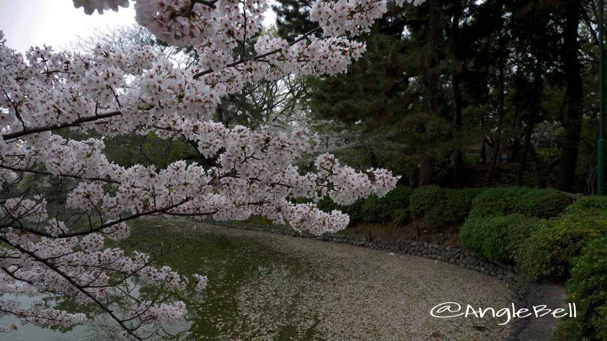 つるま公園 竜ヶ池の桜