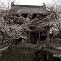 名古屋市南区 笠寺観音 太鼓橋と桜