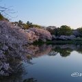 早朝 御深井西橋から見る御深井池(おふけ池)と桜