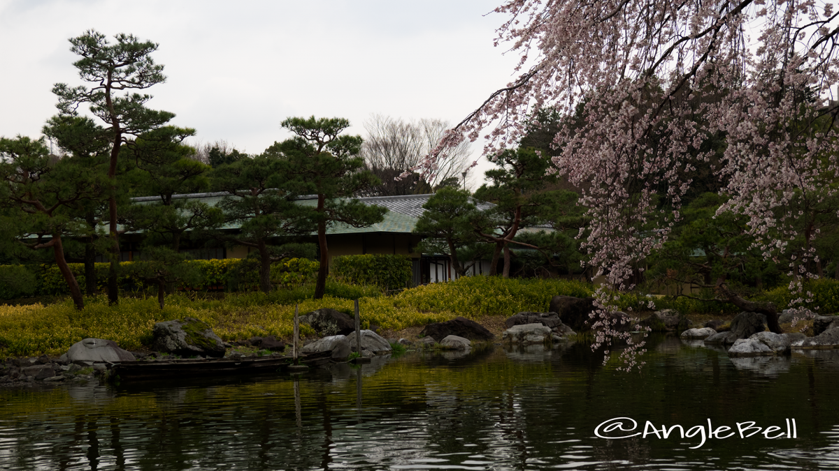 白鳥庭園 茶室 清羽亭と枝垂れ桜