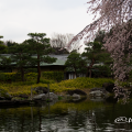 白鳥庭園 茶室 清羽亭と枝垂れ桜