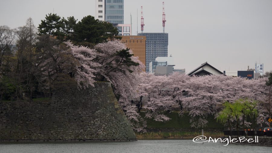 城西(西之丸)の外堀と桜