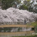 名城公園北園 御深井西橋と桜