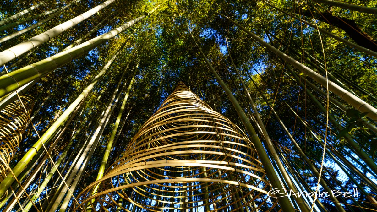 白鳥庭園 あかりアート  竹林 2019秋