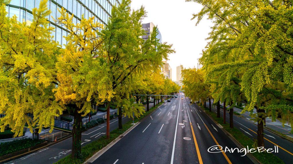 日銀前交差点 街路樹 イチョウ並木