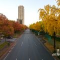 白川ブリッジから見る若宮大通 街路樹