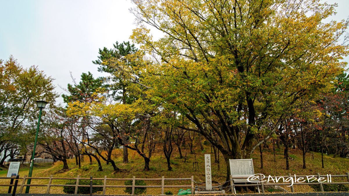 史跡 八幡山古墳 2019年秋