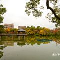 秋の風景 鶴舞公園 竜ヶ池 2019年