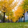 若宮大通 イチョウ並木 テニスコート前 (若宮大通公園)