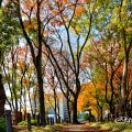 白川公園 木のまちかど側 雑木林