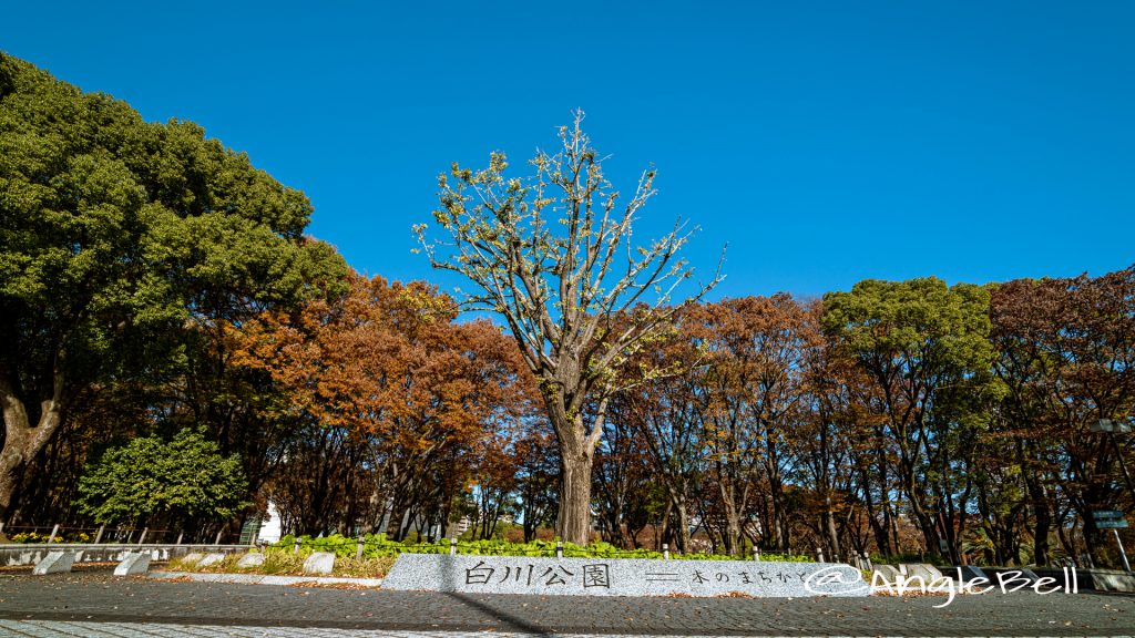 白川公園 南西側入口 2019秋