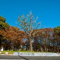 白川公園 南西側入口 2019秋