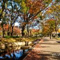 若宮大通 白川公園の花の精と流れ