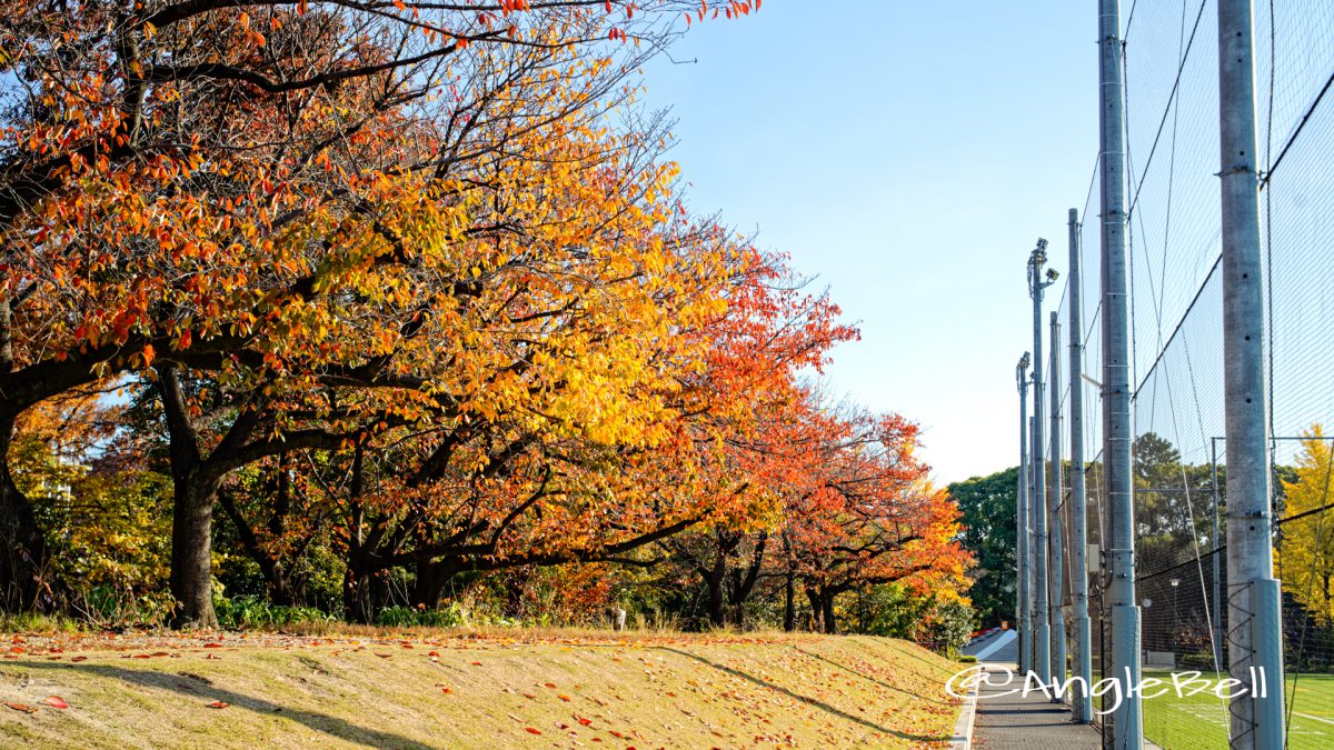 鶴舞公園 テラスポ鶴舞 桜の紅葉2019