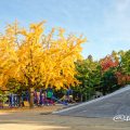 鶴舞公園 子どもの広場 イチョウと石の山 2019