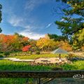 紅葉 鶴舞公園 菖蒲池 全景 2019年秋