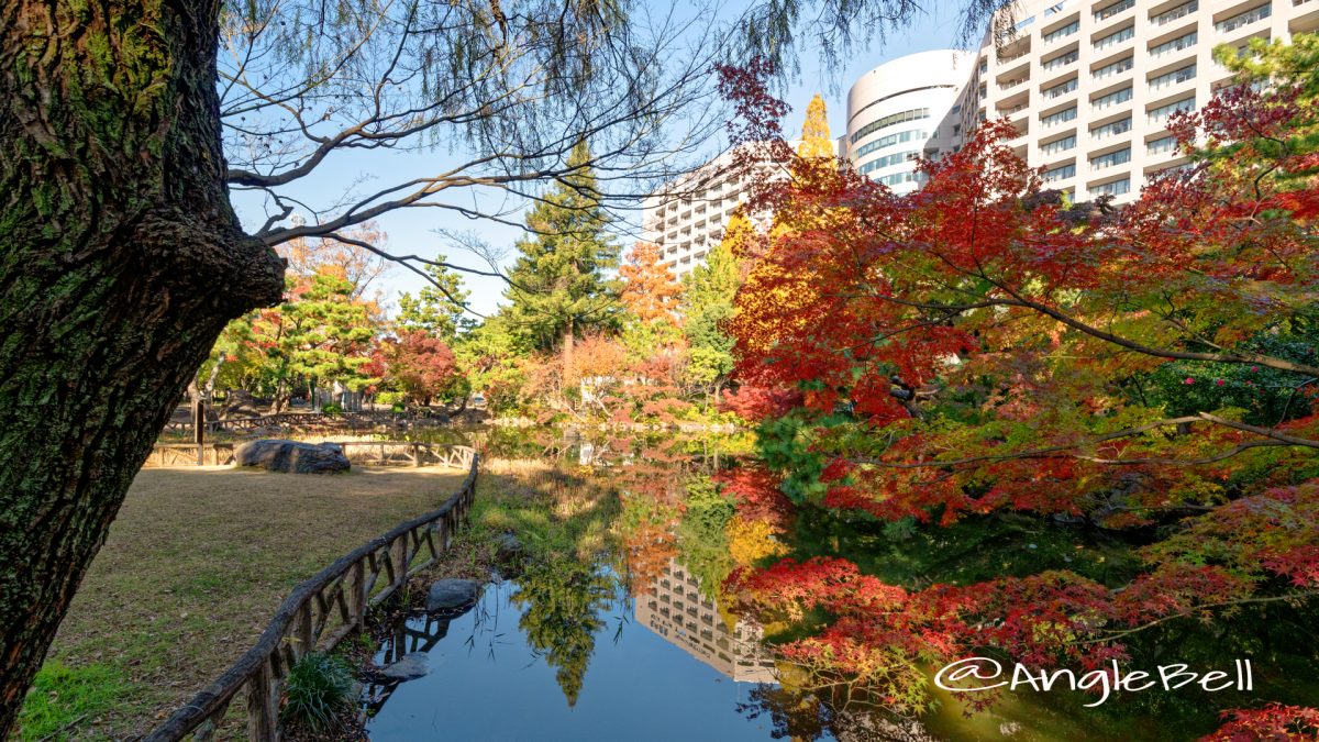 鶴舞公園 秋の池 December,2019