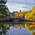 鶴舞公園 紅葉 鈴菜橋と胡蝶が池 2019秋