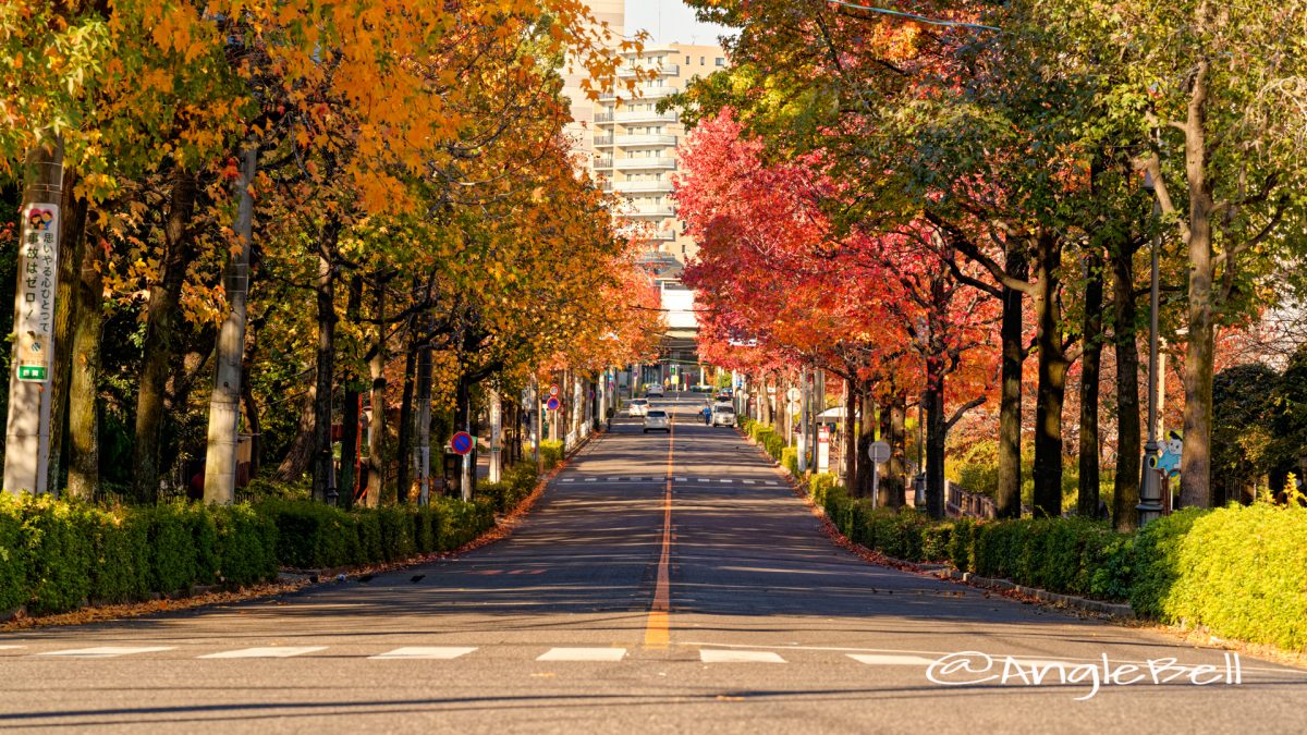 名工大前から見る紅葉 昭和区鶴舞町 街路樹