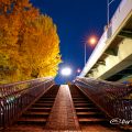 本町通沿い 若宮ブリッジ (歩道橋) 黄葉 2019年