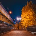 夜景 若宮ブリッジの街灯とイチョウ 2019冬