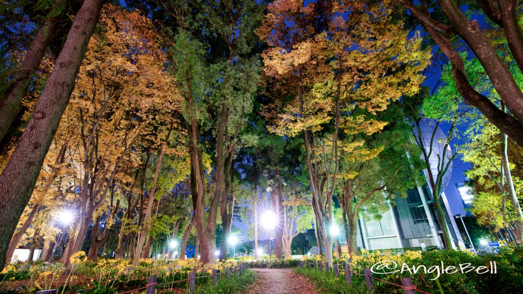 夜景 白川公園 石のまちかど 公園樹木 2019