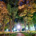 夜景 白川公園 石のまちかど 公園樹木 2019