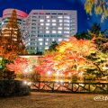 秋の池 紅葉ライトアップ 2019年 鶴舞公園