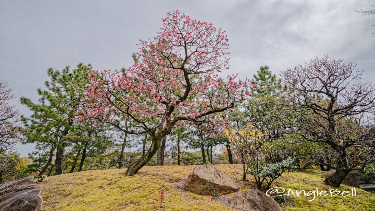 徳川園 淋子梅 March 2020