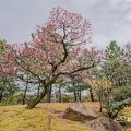 徳川園 淋子梅 March 2020