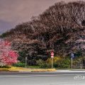 愛知縣護國神社前 本町通りの源平桃 March 2020