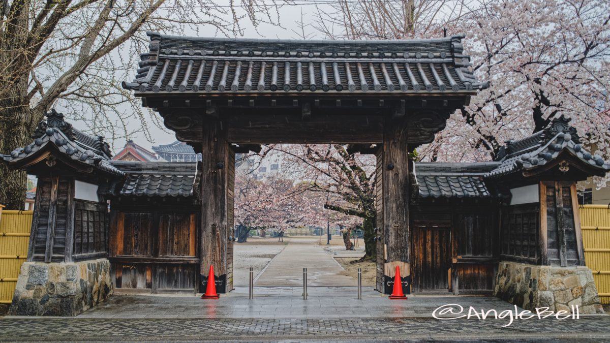 名古屋別院 東門と桜 March 2020