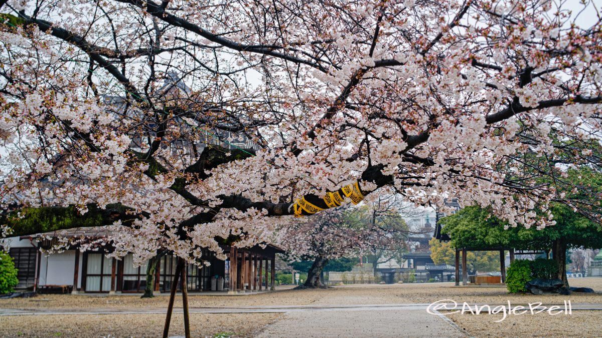 雨天 名古屋別院 東門側の桜 March 2020