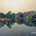 白鳥庭園 遊濱亭前から見る水郷の景 March 2020