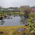 雨の日の水郷の景 白鳥庭園 March 2020