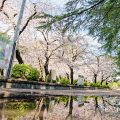 鶴舞公園 正面広場の桜林とヒマラヤ杉 March 2020