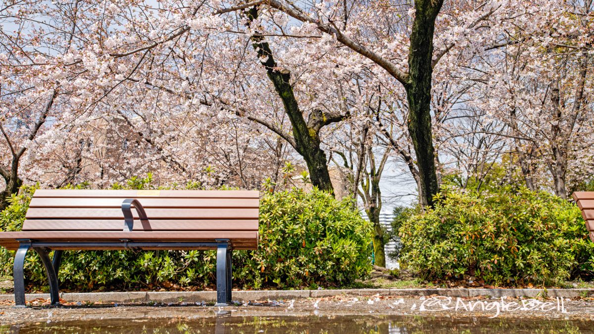 鶴舞公園 なごやかベンチと桜林 March 2020