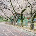 第2号栄公園 園路の桜と陸上レーン March 2020