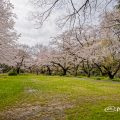 名城公園 大津橋小園の桜 March 2020