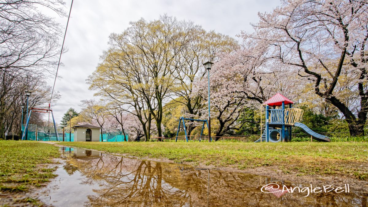 名城公園 ライオンヘルスパークの桜 March 2020