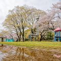 名城公園 ライオンヘルスパークの桜 March 2020